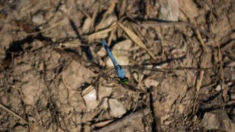 A Blue Dragonfly Stockfoto's