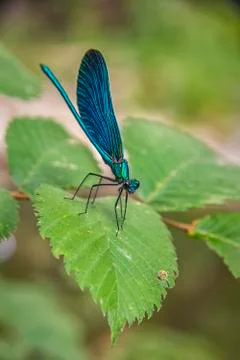 The blue dragonfly Stock Photos