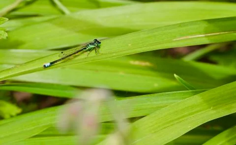 Blue Dragonfly Stock Photos