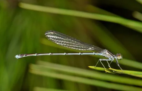 Blue Dragonfly Stock Photos