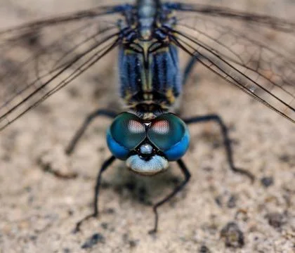 A Blue Dragonfly Stock Photos
