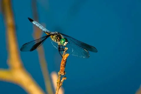 Blue Dragonfly 库存照片