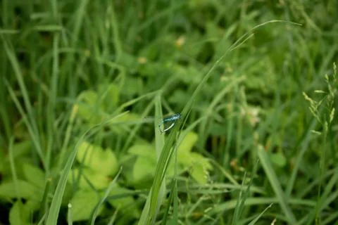 Blue dragonfly 스톡 사진