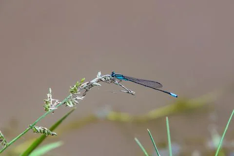 Blue dragonfly Stock Photos