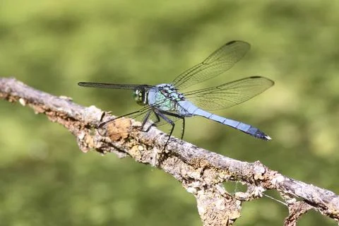 Blue Dragonfly Stock Photos