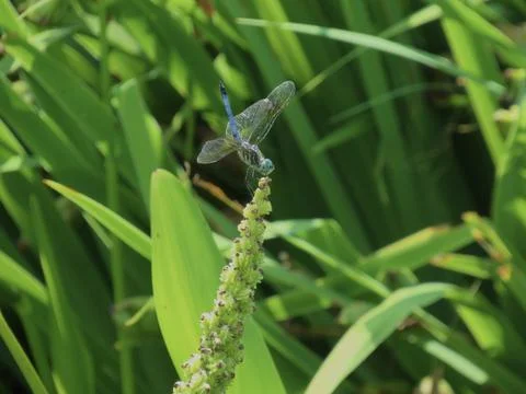 Blue Dragonfly Stock Photos