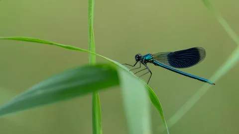 Blue dragonfly Stock Photos