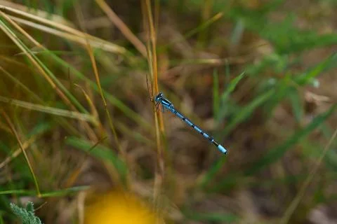 Blue dragonfly, Stock Photos