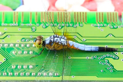 Blue dragonfly on ram Stock Photos