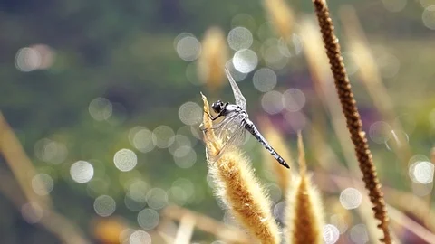 Blue dragonfly on reed Stock Footage 122213339