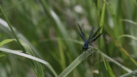 Blue Dragonfly Resting on Grass Stem – Close-Up Nature Footage Stock Footage 345232104