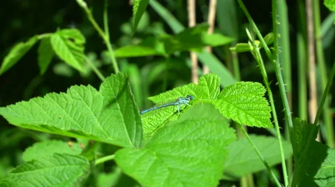 Blue dragonfly resting on the green leaf Stock Footage 64175019