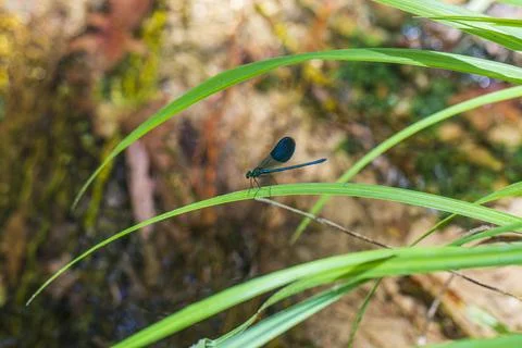 Blue dragonfly resting on a green leaf Stock Photos