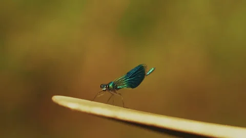 Blue Dragonfly Resting on Paddle in Sunlight, Spreewald Germany Video stock 320735809