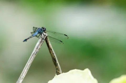 Blue dragonfly resting Stock Photos