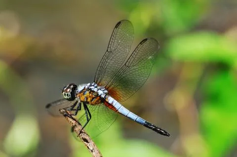 Blue dragonfly resting on a stick. Stock Photos
