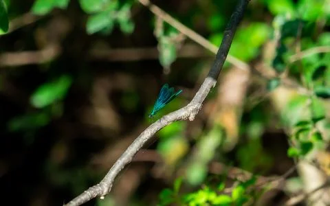 Blue Dragonfly Resting on a Thin Branch in a Forest Foto stock