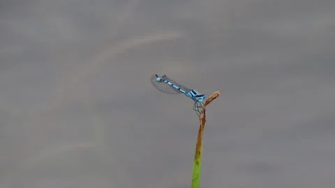 Blue dragonfly resting on a thin plant stem above water. Stock Footage 312741152