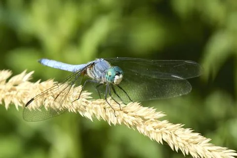 Blue dragonfly rests on yellow plant. Stock Photos