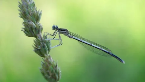 Blue dragonfly sits on a blade of grass and rests 库存影片 278407728