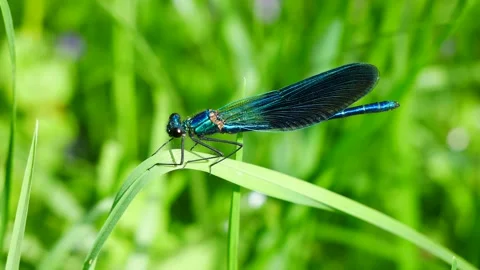The blue dragonfly sits on a leaf of grass. 스톡 동영상 154911039