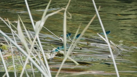 Blue dragonfly sits on the river grass and swings in the wind Stock Footage 95803549