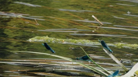 Blue dragonfly sits on the river grass and swings in the wind Stock Footage 95803606