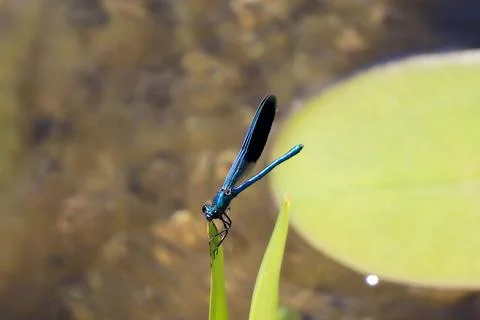 Blue Dragonfly Sitting on dead tree Branch Selective Focus Macro Insect Photogra Foto stock