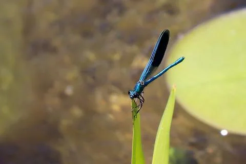 Blue Dragonfly Sitting on dead tree Branch Selective Focus Macro Insect Photogra Foto stock