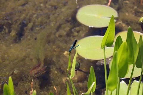 Blue Dragonfly Sitting on dead tree Branch Selective Focus Macro Insect Photo Foto stock