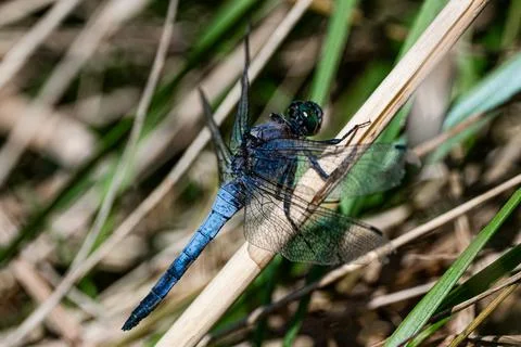 Blue Dragonfly Is Sitting On Grass Stock Photos