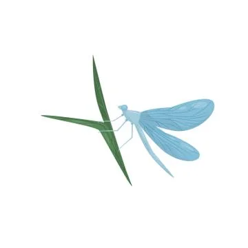 Blue dragonfly sitting on green leaf. Flying insect with long body and two pairs Stock Illustration