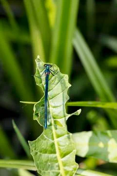Blue dragonfly is sitting on a green leaf, view from above Stock Photos