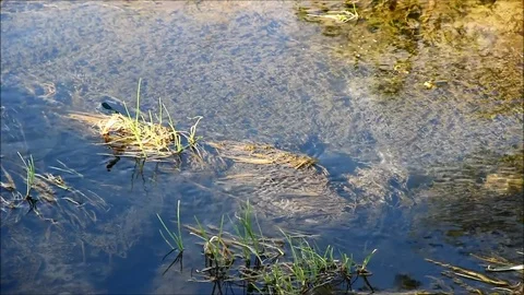 A blue dragonfly sitting on a tuft of grass in a shallow stream, insects glid Stock Footage