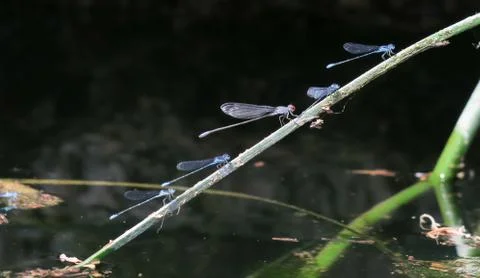 Blue dragonfly sitting on the twig in the water Stock Photos
