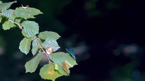 Blue Dragonfly Spreading Wings and Flying Around Green Leaf Stem in Slow Stock Footage 115163253