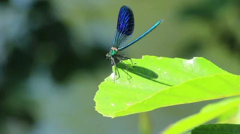 Blue dragonfly standing on the green leaf at sunny day, close up. Stock Footage 27806272