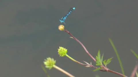 Blue dragonfly touch down on blossom Stock Footage 24805926