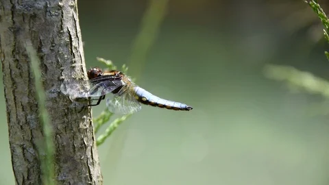 Blue Dragonfly on the tree trunk of a willow near the pond - Odonata. Stock Footage 88867290