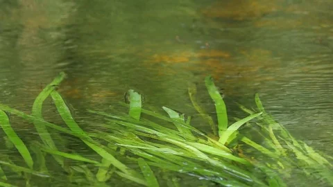 Blue Dragonfly on the water 스톡 동영상 74657145