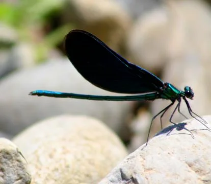 Blue dragonfly-world of insects Stock Photos