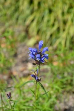 Blue Dragonhead Stock Photos