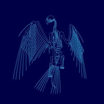 Blue drawing of a bird skeleton. The skeleton is shown in a very detailed and Stock Illustration