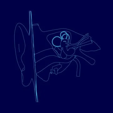 Blue drawing of a internal structure human ear.. The ear is shown in detail. Stock Illustration