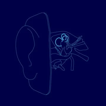 Blue drawing of a internal structure human ear.. The ear is shown in detail. Stock Illustration