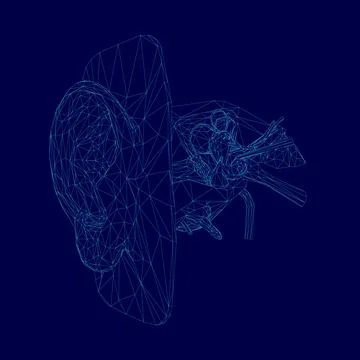 Blue drawing of a internal structure human ear.. The ear is shown in detail. Stock Illustration