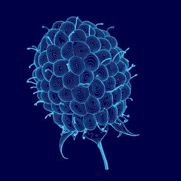Blue drawing of a raspberry. The drawing is of a close up of a raspberry with a Illustrazione stock