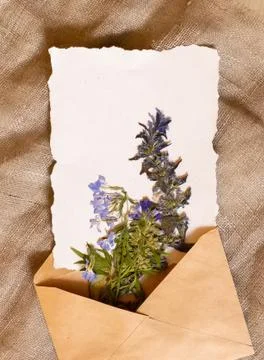 Blue dry flower, white empty paper sheet on natural brown craft sackcloth fab Stock Photos
