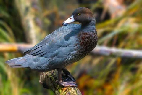 Blue duck Stock Photos
