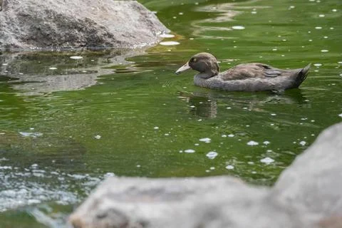 Blue duck Stock Photos